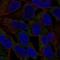 NLR Family Pyrin Domain Containing 11 antibody, NBP2-69058, Novus Biologicals, Immunofluorescence image 
