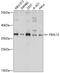 F-Box And Leucine Rich Repeat Protein 12 antibody, 15-618, ProSci, Western Blot image 