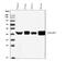 ERLIN2 antibody, M07042-1, Boster Biological Technology, Western Blot image 