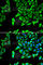 Natriuretic Peptide A antibody, A1609, ABclonal Technology, Immunofluorescence image 