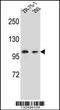 Glutamate Receptor Interacting Protein 2 antibody, 56-774, ProSci, Western Blot image 