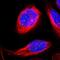 Glutamate Rich 1 antibody, NBP1-90952, Novus Biologicals, Immunofluorescence image 