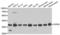 COP9 Signalosome Subunit 5 antibody, LS-C335180, Lifespan Biosciences, Western Blot image 