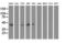 COBW Domain Containing 1 antibody, LS-C115613, Lifespan Biosciences, Western Blot image 
