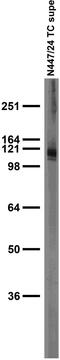 Potassium voltage-gated channel subfamily H member 7 antibody, 75-440, Antibodies Incorporated, Western Blot image 