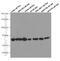 Histone Deacetylase 1 antibody, 66085-1-Ig, Proteintech Group, Western Blot image 