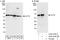 Chaperonin Containing TCP1 Subunit 2 antibody, A303-478A, Bethyl Labs, Immunoprecipitation image 