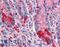 ALPI antibody, LS-B326, Lifespan Biosciences, Immunohistochemistry frozen image 