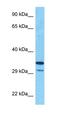 Short Chain Dehydrogenase/Reductase Family 9C Member 7 antibody, orb325793, Biorbyt, Western Blot image 