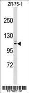  antibody, 59-249, ProSci, Western Blot image 