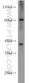 Glucose-Fructose Oxidoreductase Domain Containing 2 antibody, 16340-1-AP, Proteintech Group, Western Blot image 