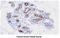 Cell death regulator Aven antibody, MBS200113, MyBioSource, Immunohistochemistry frozen image 
