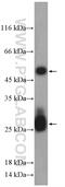 Mouse IgG antibody, 10283-1-AP, Proteintech Group, Western Blot image 