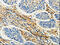 Cyclase Associated Actin Cytoskeleton Regulatory Protein 1 antibody, CSB-PA147089, Cusabio, Immunohistochemistry paraffin image 