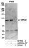 G2an antibody, A305-005A, Bethyl Labs, Immunoprecipitation image 