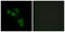 RECC antibody, GTX87168, GeneTex, Immunofluorescence image 