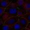 Peptidoglycan Recognition Protein 2 antibody, NBP2-57939, Novus Biologicals, Immunofluorescence image 