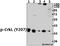 CRK Like Proto-Oncogene, Adaptor Protein antibody, A02100Y207, Boster Biological Technology, Western Blot image 