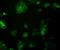 Protein PIEZO1 antibody, NBP2-75617, Novus Biologicals, Immunofluorescence image 