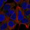 Ribosomal Protein S13 antibody, HPA005985, Atlas Antibodies, Immunocytochemistry image 