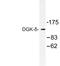 Diacylglycerol Kinase Delta antibody, LS-C176821, Lifespan Biosciences, Western Blot image 