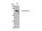 Rho GTPase-activating protein 18 antibody, STJ91682, St John