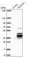 NADH:Ubiquinone Oxidoreductase Complex Assembly Factor 1 antibody, NBP1-84503, Novus Biologicals, Western Blot image 