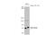 Zinc Finger CCCH-Type Containing 12A antibody, GTX110807, GeneTex, Western Blot image 