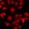 Proliferation-Associated 2G4 antibody, LS-C668250, Lifespan Biosciences, Immunofluorescence image 