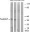 Taste receptor type 2 member 7 antibody, PA5-39713, Invitrogen Antibodies, Western Blot image 