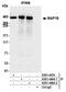 Microtubule Associated Protein 1B antibody, A301-446A, Bethyl Labs, Immunoprecipitation image 