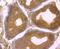 Ubiquitin Specific Peptidase 14 antibody, NBP2-75700, Novus Biologicals, Immunohistochemistry paraffin image 