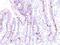 MCM antibody, NBP2-44428, Novus Biologicals, Immunohistochemistry paraffin image 