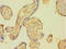 Plasminogen Activator, Tissue Type antibody, A56467-100, Epigentek, Immunohistochemistry paraffin image 