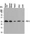 N-Ribosyldihydronicotinamide:Quinone Reductase 2 antibody, AF7868, R&D Systems, Western Blot image 