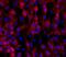 Desmin antibody, 14-9747-82, Invitrogen Antibodies, Immunocytochemistry image 