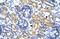 P2RX7 antibody, ARP35518_T100, Aviva Systems Biology, Immunohistochemistry frozen image 