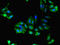 Family With Sequence Similarity 92 Member A antibody, LS-C375677, Lifespan Biosciences, Immunofluorescence image 