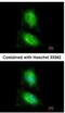 Mitogen-Activated Protein Kinase 8 Interacting Protein 2 antibody, NBP1-33035, Novus Biologicals, Immunocytochemistry image 
