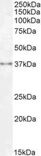 SPY1 antibody, PA5-18289, Invitrogen Antibodies, Western Blot image 