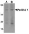Pellino E3 Ubiquitin Protein Ligase 1 antibody, LS-B8877, Lifespan Biosciences, Western Blot image 