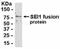 SERTA Domain Containing 1 antibody, NB100-75447, Novus Biologicals, Western Blot image 