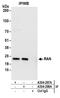 RAN, Member RAS Oncogene Family antibody, A304-297A, Bethyl Labs, Immunoprecipitation image 