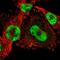 Zinc Finger Protein 674 antibody, PA5-56620, Invitrogen Antibodies, Immunofluorescence image 