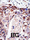 ATXN3 antibody, 61-135, ProSci, Immunofluorescence image 