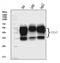 Basigin (Ok Blood Group) antibody, M00248-6, Boster Biological Technology, Western Blot image 