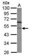 F-box/LRR-repeat protein 7 antibody, GTX117601, GeneTex, Western Blot image 