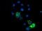 Endonuclease G, mitochondrial antibody, NBP2-01696, Novus Biologicals, Immunofluorescence image 