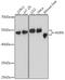 Cell death regulator Aven antibody, A12910, ABclonal Technology, Western Blot image 