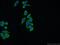 Four And A Half LIM Domains 2 antibody, 21619-1-AP, Proteintech Group, Immunofluorescence image 